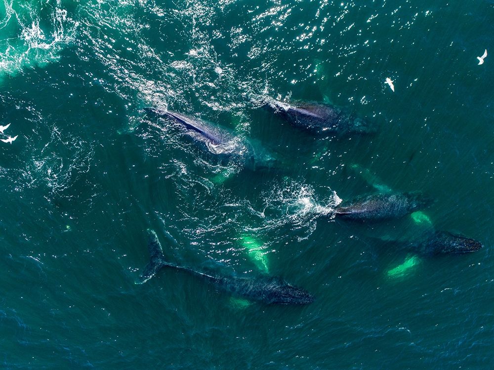 Alaska Humpback Whales swimming together at surface of Frederick Sound while bubble net feeding